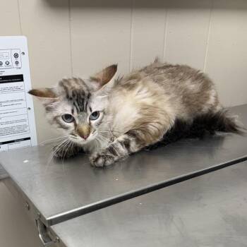 TUSC-Stray-85443 -  Domestic Medium Hair Cat for Adoption in Tuscaloosa, Alabama - TUSC-Stray-85443 | PetCurious