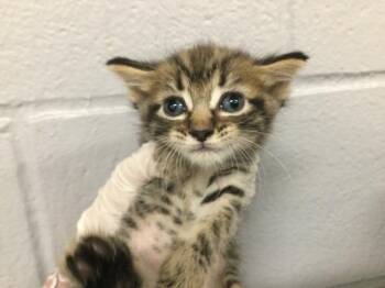 A1929525 -  Domestic Short Hair Cat for Adoption in Thousand Palms, California - A1929525 | PetCurious