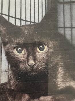 Domestic Short Hair Cats Available for Adoption in New Windsor, New York - Ozzy | PetCurious