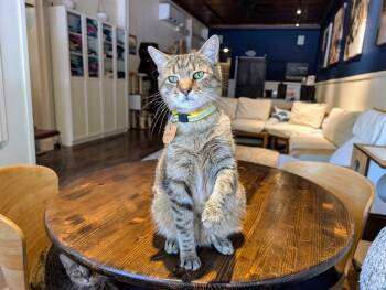 Britt Marie -  Domestic Short Hair Cat for Adoption in Lewisburg, Pennsylvania - Britt Marie | PetCurious