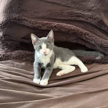 Richie -  American Shorthair Cat for Adoption in Dickson, Tennessee - Richie | PetCurious