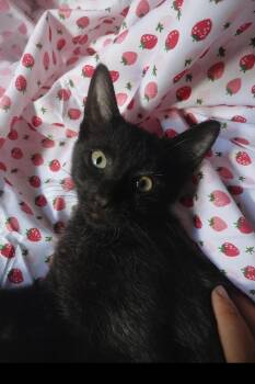 Rescue Domestic Short Hair Cats for Adoption in Lemont, Illinois - Rich | PetCurious