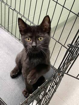 Bruce -  Domestic Short Hair Cat for Adoption in Covington, Virginia - Bruce | PetCurious