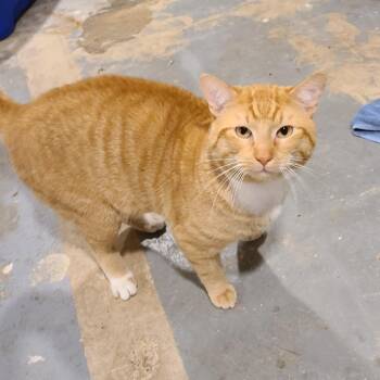 American Shorthair Cats Available for Adoption in Rochester, Minnesota - Luka | PetCurious