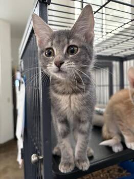 Isana -  Domestic Short Hair Cat for Adoption in Oakdale, California - Isana | PetCurious