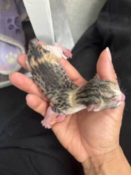 Domestic Short Hair Cats Available for Adoption in Ontario, California - PIXIE - ADOPTION PENDING | PetCurious