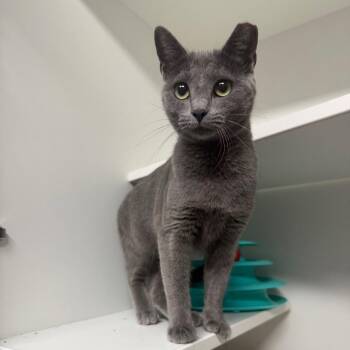 Sardine -  Domestic Short Hair Cat for Adoption in Waynesville, North Carolina - Sardine | PetCurious