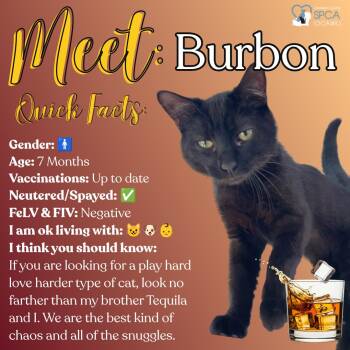 Burbon -  Domestic Short Hair Cat for Adoption in Fulton, New York - Burbon | PetCurious
