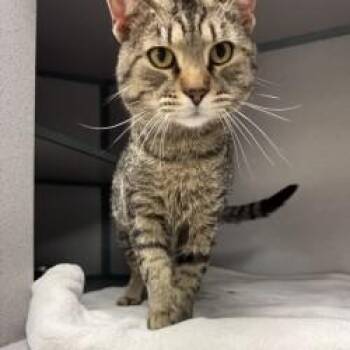 Domestic Short Hair Cats Available for Adoption in Waterloo, Iowa - Trevor | PetCurious