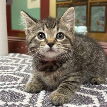 Furret -  Domestic Short Hair Cat for Adoption in Shinnston, West Virginia - Furret | PetCurious