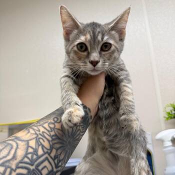 Glad Force Flex -  Domestic Short Hair Cat for Adoption in Morganton, North Carolina - Glad Force Flex | PetCurious