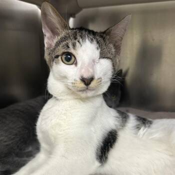 Aseel -  Domestic Short Hair Cat for Adoption in Walnut Creek, California - Aseel | PetCurious