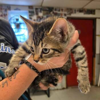 Nico -  Domestic Short Hair Cat for Adoption in Madison, Wisconsin - Nico | PetCurious