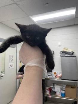 Domestic Short Hair Cats Available for Adoption - Meryl Sheep | PetCurious