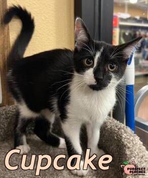 Cupcake -  Domestic Short Hair Cat for Adoption in Douglasville, Georgia - Cupcake | PetCurious