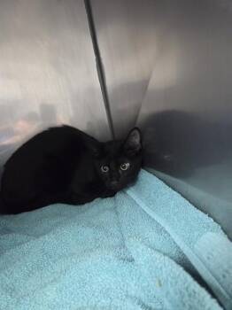 NOCTIS -  Domestic Short Hair Cat for Adoption in Killeen, Texas - NOCTIS | PetCurious
