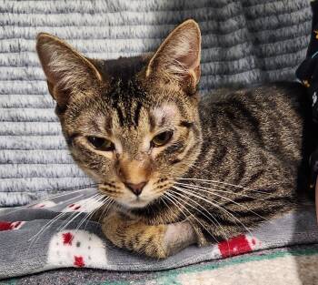 Domestic Short Hair Cats Available for Adoption - Thelma | PetCurious