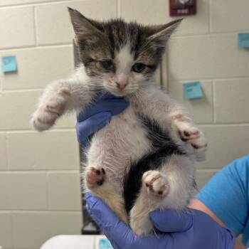Stamp -  Domestic Short Hair Cat for Adoption in Charlottesville, Virginia - Stamp | PetCurious