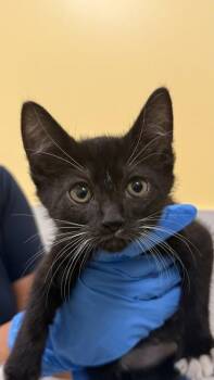 Domestic Short Hair Cats Available for Adoption in Honolulu, Hawaii - Waltuh | PetCurious