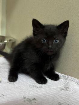 Celery -  Domestic Short Hair Cat for Adoption in Hackensack, Minnesota - Celery | PetCurious