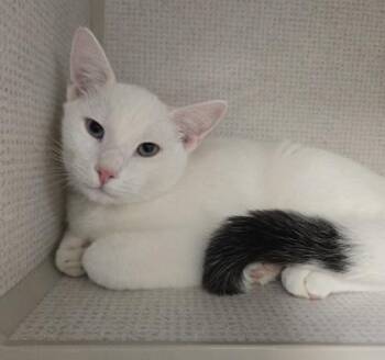 Pishi -  Domestic Short Hair Cat for Adoption in East Brookfield, Massachusetts - Pishi | PetCurious