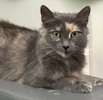 MaMa Cass -  Domestic Medium Hair Cat for Adoption in Westfield, Massachusetts - MaMa Cass | PetCurious