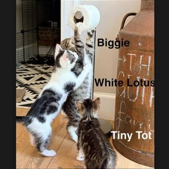 Tiny Tot -  Domestic Short Hair Cat for Adoption in Pleasant Hill, California - Tiny Tot | PetCurious