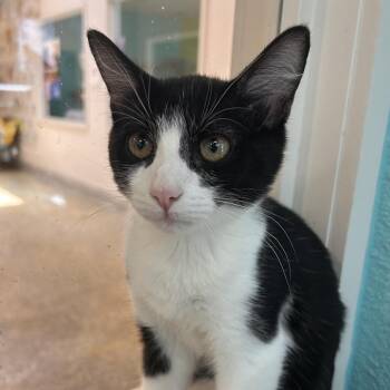 Fox Mulder -  Domestic Short Hair Cat for Adoption in Fresno, California - Fox Mulder | PetCurious