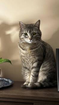 Domestic Short Hair Cats Available for Adoption - Millie Hughes-Furrford | PetCurious