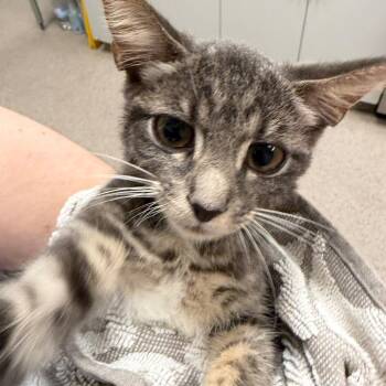 Shy-Shy -  Domestic Short Hair Cat for Adoption in Sarasota, Florida - Shy-Shy | PetCurious