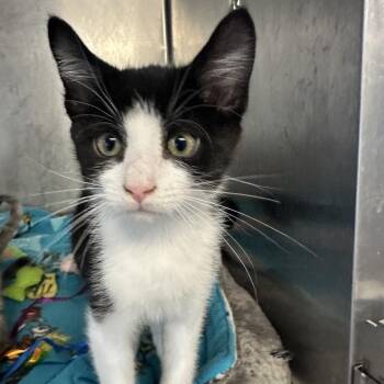 Domestic Medium Hair Cats Available for Adoption in Wappingers Falls, New York - River | PetCurious