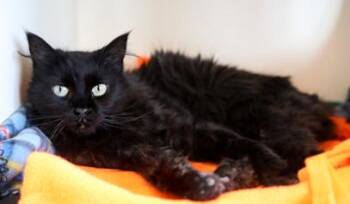 Domestic Long Hair Cats Available for Adoption in Buena Vista, Colorado - Chavi | PetCurious