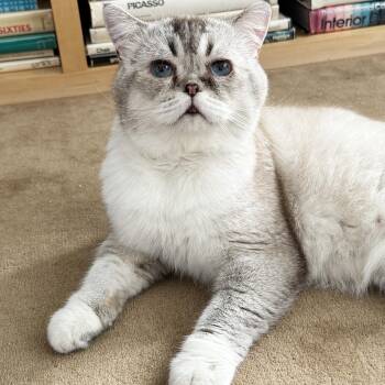 Carme -  British Shorthair Cat for Adoption - Carme | PetCurious