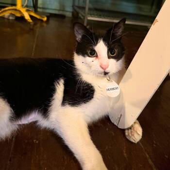 Domestic Short Hair Cats Available for Adoption - Herbert | PetCurious