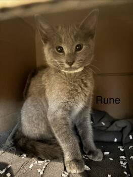 Rune -  Domestic Short Hair Cat for Adoption in Topsham, Maine - Rune | PetCurious