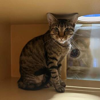 Rescue Domestic Short Hair Cats for Adoption in Martinsville, Indiana - Kanga | PetCurious