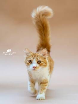 Nico -  Maine Coon Cat for Adoption in Brampton, Ontario - Nico | PetCurious