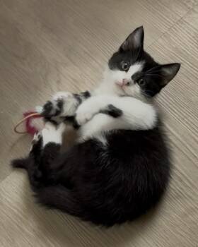 Rescue Domestic Short Hair Cats for Adoption in San Francisco, California - Nori | PetCurious