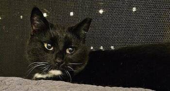 Selena -  Domestic Short Hair Cat for Adoption in Tampa, Florida - Selena | PetCurious