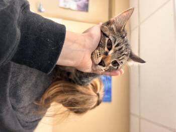 Rescue Domestic Short Hair Cats for Adoption in Myerstown, Pennsylvania - Rockstar | PetCurious