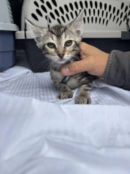 Domestic Short Hair Cats Available for Adoption in Broomfield, Colorado - FLASH | PetCurious