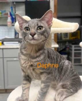 Lorelai -  Domestic Short Hair Cat for Adoption in Tulsa, Oklahoma - Lorelai | PetCurious