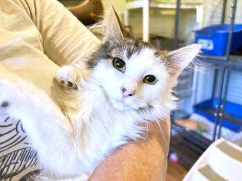 Rescue Domestic Medium Hair Cats for Adoption in Mooresville, North Carolina - Peanut | PetCurious