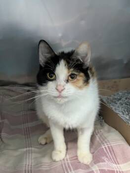 Astrology -  Domestic Short Hair Cat for Adoption in New York, New York - Astrology | PetCurious