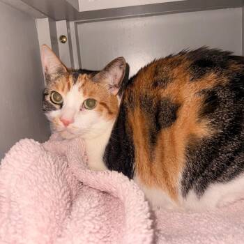 Melody -  Domestic Short Hair Cat for Adoption in Ojai, California - Melody | PetCurious