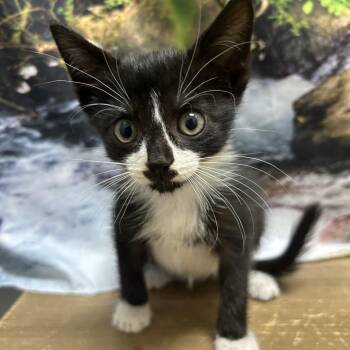 Eagles -  Domestic Short Hair Cat for Adoption in Normal, Illinois - Eagles | PetCurious