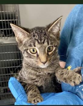 Morpheus -  Domestic Short Hair Cat for Adoption in Lafayette, Colorado - Morpheus | PetCurious