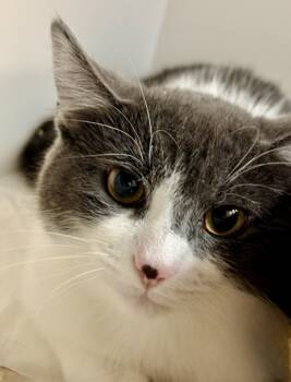 Rescue Domestic Short Hair Cats for Adoption in Gwinn, Michigan - Sea Rover | PetCurious