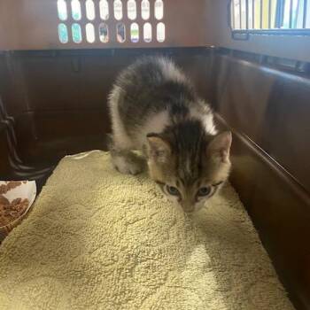 Sprink -  Domestic Short Hair Cat for Adoption in West Palm Beach, Florida - Sprink | PetCurious