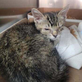 Super Mario 2 -  Domestic Short Hair Cat for Adoption in Westminster, California - Super Mario 2 | PetCurious